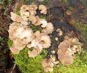 Herber Zwergknäueling, Foto 28