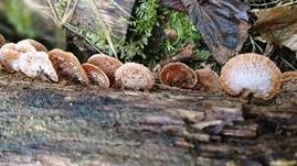Herber Zwergknäueling, Foto 38