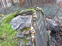 Herber Zwergknäueling, Foto 39