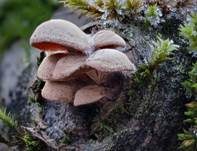 Herber Zwergknäueling, Foto 40