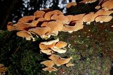 Herber Zwergknäueling, Foto 42