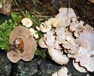 Herber Zwergknäueling, Foto 7