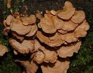 Herber Zwergknäueling, Foto 9