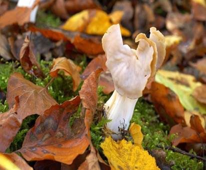 Herbstlorchel, Foto 3