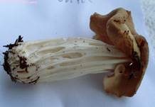 Herbstlorchel, Foto 12