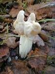 Herbstlorchel, Foto 15