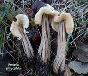 Herbstlorchel, Foto 16