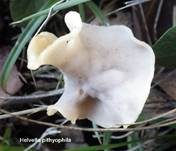 Herbstlorchel, Foto 18