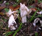 Herbstlorchel, Foto 19