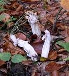 Herbstlorchel, Foto 20