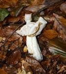 Herbstlorchel, Foto 22