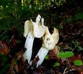 Herbstlorchel, Foto 23