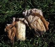 Herbstlorchel, Foto 24