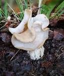 Herbstlorchel, Foto 26