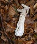 Herbstlorchel, Foto 27
