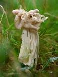 Herbstlorchel, Foto 31