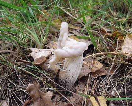 Herbstlorchel, Foto 5