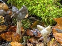 Herbstlorchel, Foto 34