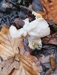 Herbstlorchel, Foto 38