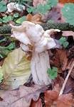 Herbstlorchel, Foto 41