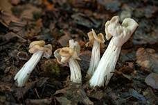 Herbstlorchel, Foto 42