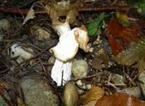 Herbstlorchel, Foto 7