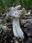 Herbstlorchel, Foto 9