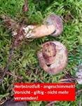 Herbstrotfußröhrling, Foto 34