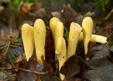 Herkules-Keule, Foto 2