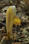 Herkules-Keule, Foto 13