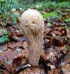 Herkules-Keule, Foto 16