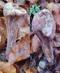 Herkules-Keule, Foto 22