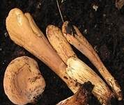 Herkules-Keule, Foto 28
