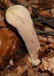 Herkules-Keule, Foto 32