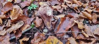 Herkules-Keule, Foto 36