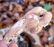 Herkules-Keule, Foto 37