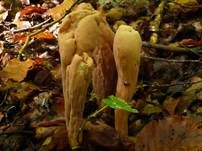 Herkules-Keule, Foto 9