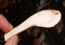 Herkules-Keule, Foto 10