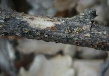 Himbeer-Kernpilz, Foto 5