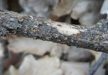 Himbeer-Kernpilz, Foto 7