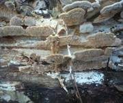 Hirschbraune Tramete, Foto 22