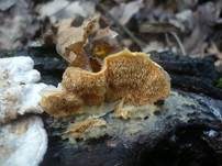 Hirschbraune Tramete, Foto 23