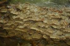 Hirschbraune Tramete, Foto 27