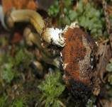 Hirschtrüffel, Foto 12