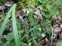 Hochblättrige Säulenflechte, Foto 8
