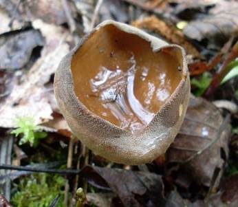 Hochgerippter Becherling, Foto 6