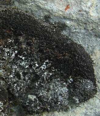 Hochstehende Schwielenflechte, Foto 3
