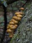 Hochthronender Schüppling, Foto 31