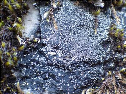 Hochgraue Landkartenflechte, Foto 2