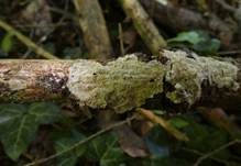 Höckerige Krustenpilz, Foto 5